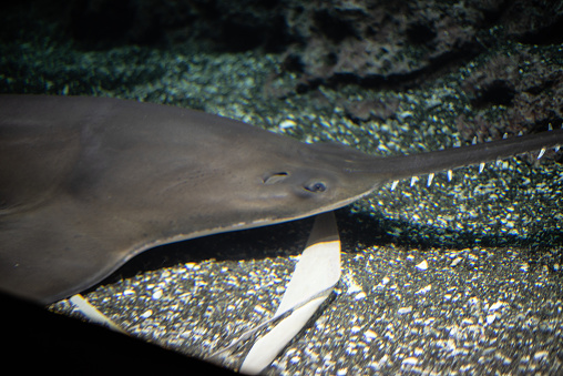 Largetooth sawfish (Pristis pristis) is considered critically endangered