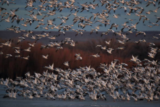 istock Snow geese Bosque del Apache, New Mexico USA 1136269208
