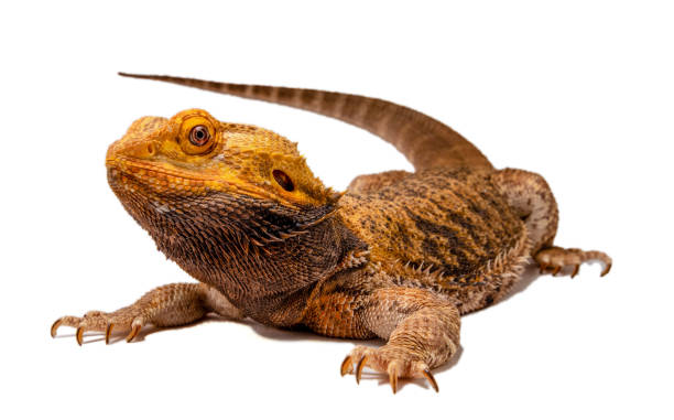 istock Old male bearded dragon on white background 1136269232
