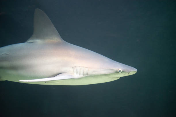 sandbar shark  swimming in the dark of the ocean - requiem shark imagens e fotografias de stock
