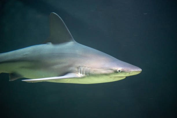 sandbar shark  swimming in the dark of the ocean - requiem shark imagens e fotografias de stock