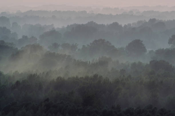 istock Mystical view from top on forest under haze at early morning. Eerie mist among layers from tree silhouettes in taiga under predawn sky. Morning atmospheric minimalistic landscape of majestic nature. 1136269788