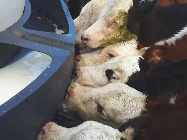 Calfs drinking milk New Zealand dairy farm