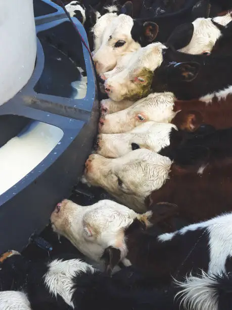 Calfs drinking milk New Zealand dairy farm
