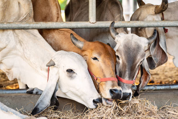 istock Cow eating rice straw in the farm 1136271314