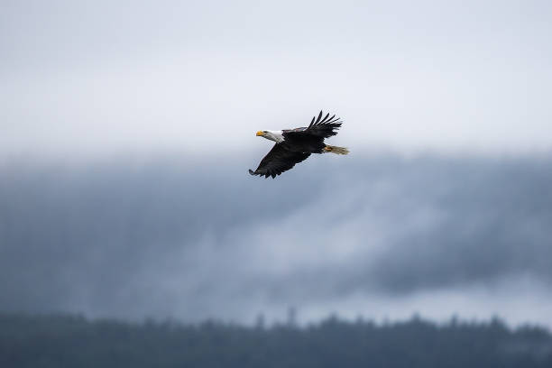 istock Bald Eagles flying at Preserve Haines Alaska 1136271402