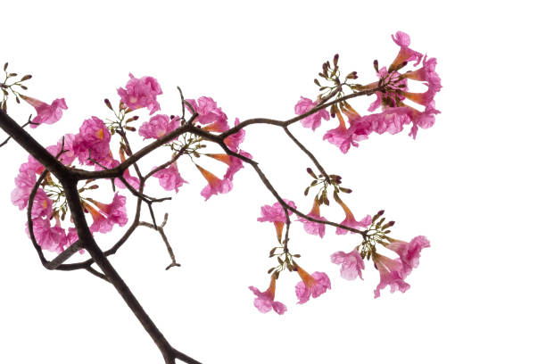 istock Pink flower and tree branch isolated on white background 1136271415