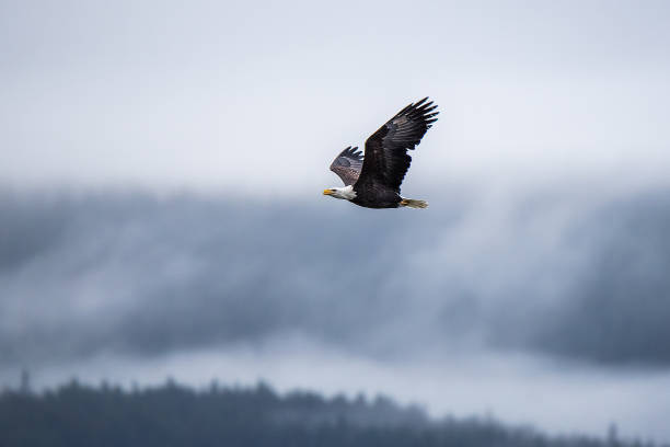 istock Bald Eagles flying at Preserve Haines Alaska 1136271477