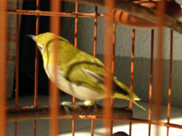 istock Bird close-up in a bird cage 1136272119