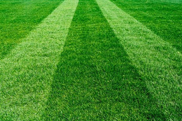 grünes gras mit streifen - soccer field soccer grass green stock-fotos und bilder