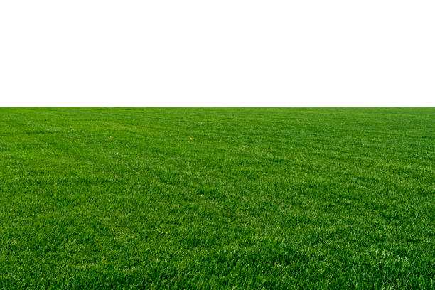 istock Blades of Green Grass Isolated on a white background 1136274358