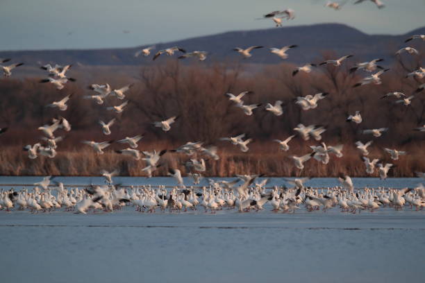 istock Snow geese Bosque del Apache, New Mexico USA 1136274359