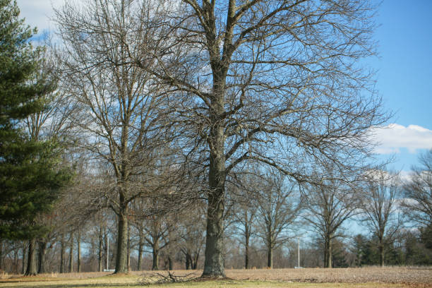 istock trees in park on a sunny day - Image 1136275449