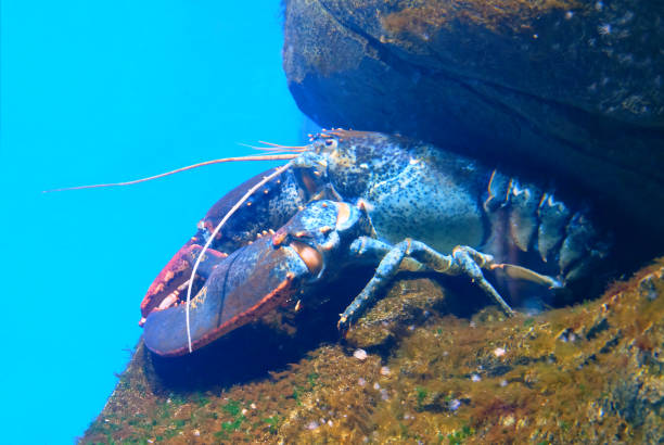 istock Lobster  in the shelter 1136276653
