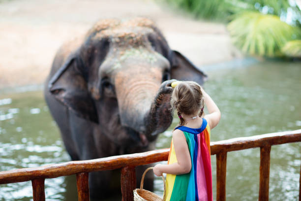 i bambini nutrono l'elefante nello zoo. famiglia al parco degli animali. - petting zoo foto e immagini stock
