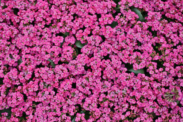 istock a Kalanchoe Blossfeldiana at spring time with nature 1136279519