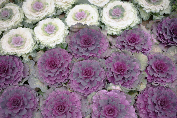istock a cabbage Brassica oleracea acephala with a heart 1136279520
