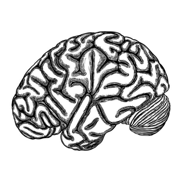 istock Hand drawn illustration of a human brain in black white ink. Vector. 1136281240
