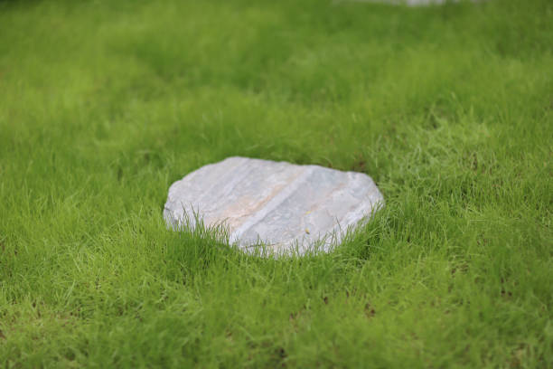 istock young green grass shoots and black ground. 1136281369