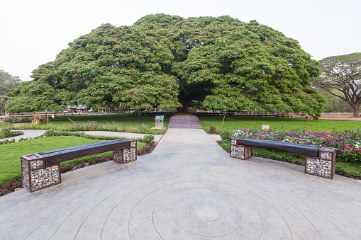 Giant monkey pod tree or gigantic century-old rain tree with the big structure of branch , green leaf and small pink flower after improve wooden walkway by government in the public natural park of Thailand which free to enter and everybody can take a photo.