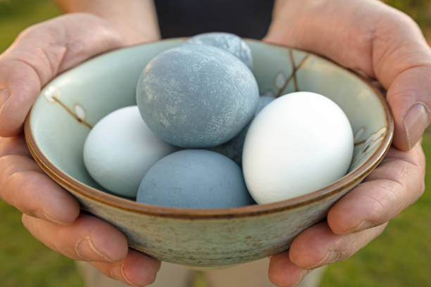 istock Bowl of Easter eggs close up, holding in the hands 1136282364