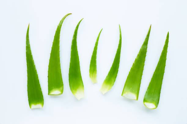 istock Aloe vera leaves on white 1136283090