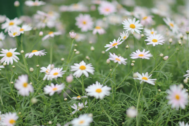 the chrysanthemum flower with nature back ground