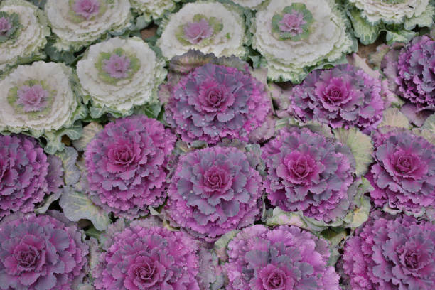 istock a cabbage Brassica oleracea acephala with a heart 1136283418