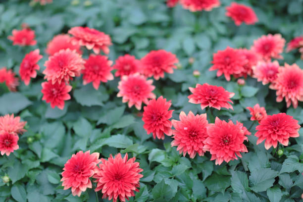 istock a Gerbera , Barberton daisy in the garden , nature background. 1136283433