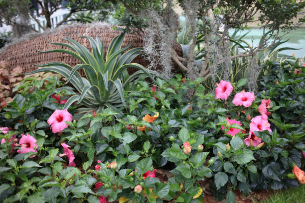 istock a Hibiscus flower with nature back ground 1136283437