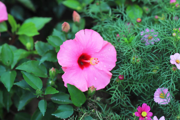 the Hibiscus flower with nature back ground