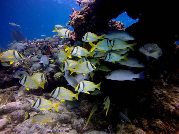 istock Beautiful Coral Reef Fish in the Florida Keys 1136284371