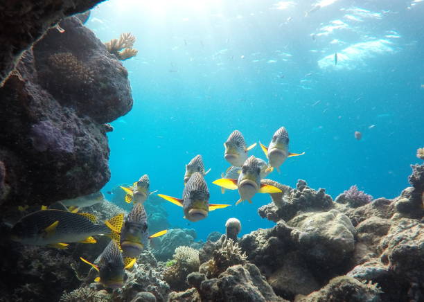 istock Fish on the Great Barrier Reef in Australia 1136284400