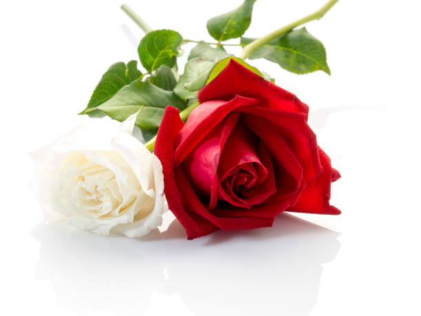 istock White roses with red roses on white background 1136284508