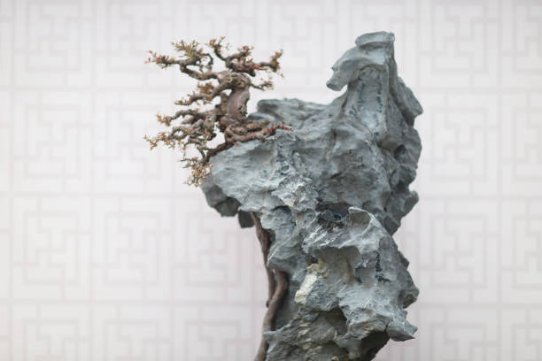 the Bonsai and Penjing landscape with miniature