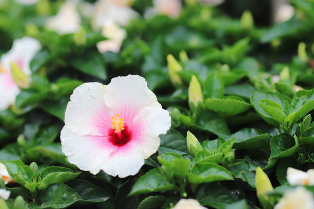 the Hibiscus flower with nature back ground