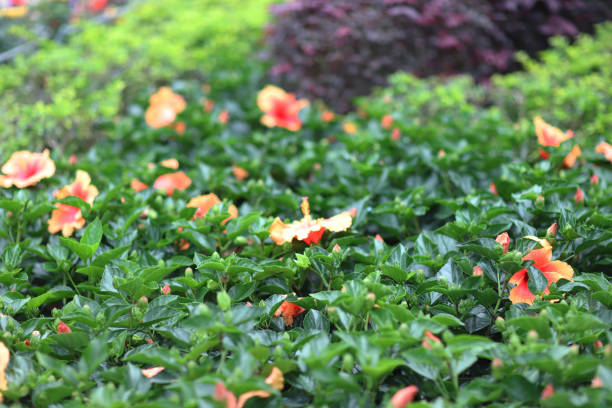 the Hibiscus flower with nature back ground
