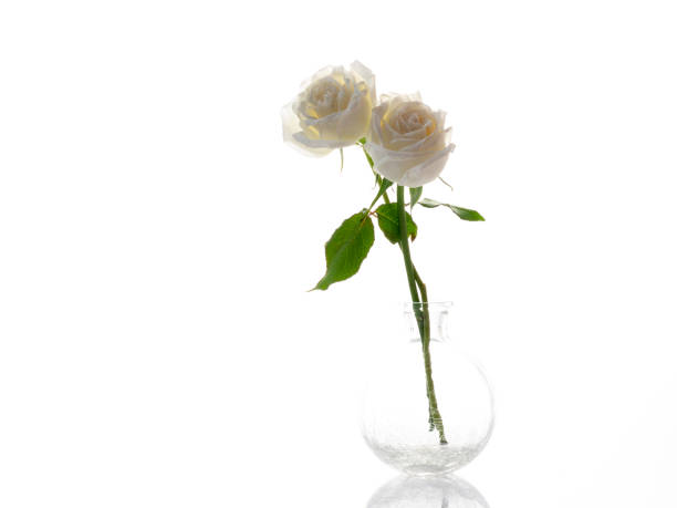 White roses in a glass vase on white background. love symbol. with copy space