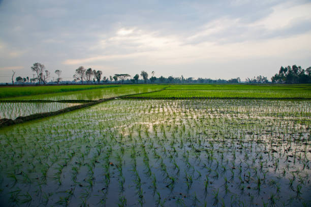 istock Green agricultural crops field unique photo 1136285698