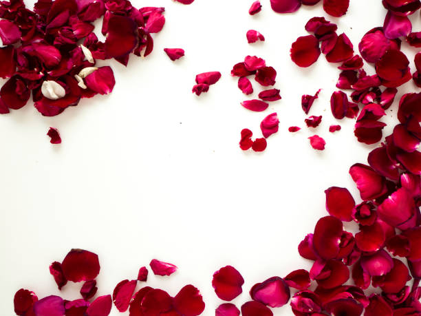 istock Decoration Red rose petals on white background 1136285780