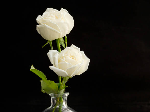 istock two white roses for lover in Glass Vase 1136285873