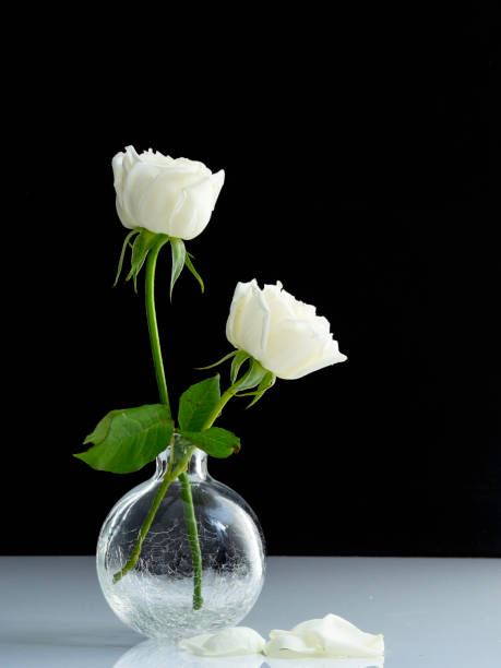 istock two white roses for lover in Glass Vase  black background. 1136285990