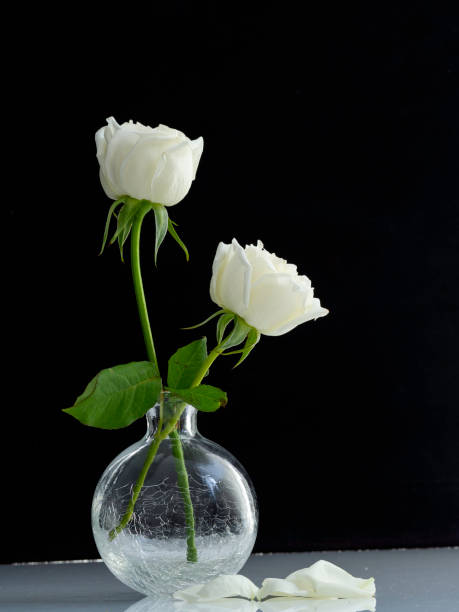 istock two white roses for lover in Glass Vase  black background. 1136286024