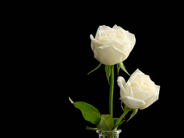istock two white roses for lover in Glass Vase 1136286027