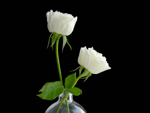 istock two white roses for lover in Glass Vase  black background. 1136286074