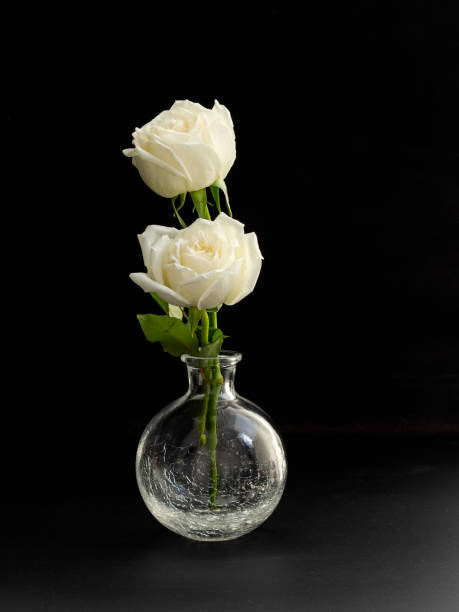 istock two white roses for lover in Glass Vase 1136286106