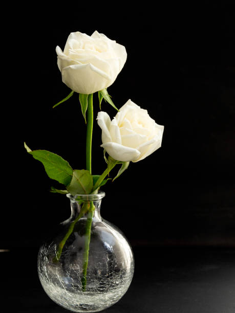 istock two white roses for lover in Glass Vase 1136286161