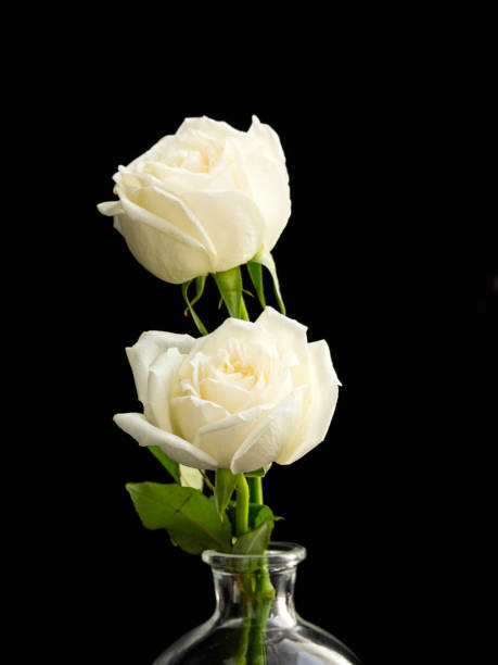 istock two white roses for lover in Glass Vase 1136286197