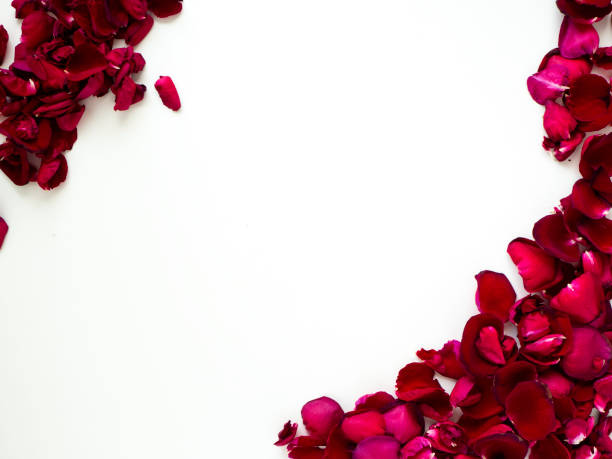 istock Decoration Red rose petals on white background 1136286381
