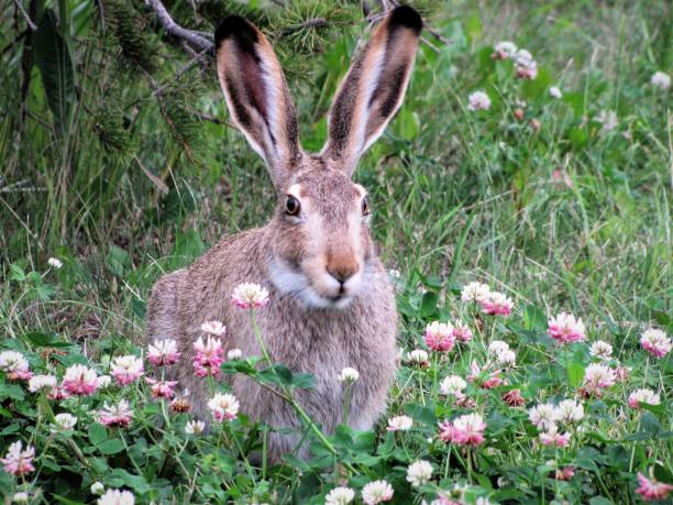 istock White-tailed Jackrabbit (also known as the prairie hare) in a Field of Clover Flowers 1136287686